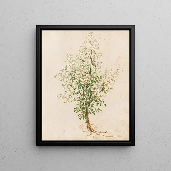 Giovanna Garzoni - Piante varie Pl28.webp