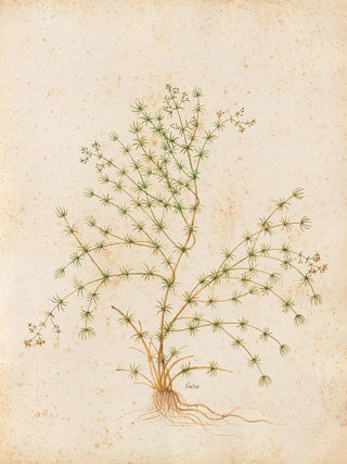 Giovanna Garzoni - Piante varie Pl31.webp