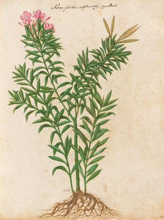 Giovanna Garzoni - Piante varie Pl34.webp
