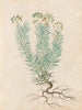 Plantes diverses Pl35 - Giovanna Garzoni — näkymä teoksesta