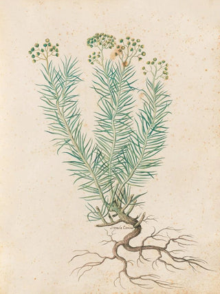 Giovanna Garzoni - Piante varie Pl35.webp