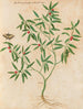 Plantes diverses Pl38 - Giovanna Garzoni — näkymä teoksesta