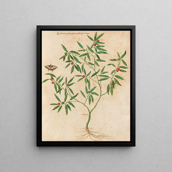 Giovanna Garzoni - Piante varie Pl38.webp