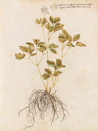 Giovanna Garzoni - Piante varie Pl43.webp