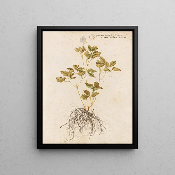 Giovanna Garzoni - Piante varie Pl43.webp