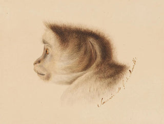 Singe - Gottfried Mind — näkymä teoksesta