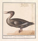 Suuri harle Mergus merganser - Anselmus Botius de Boodt — näkymä teoksesta