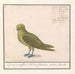 Groenling Chloris chloris - Anselmus Botius de Boodt — näkymä teoksesta
