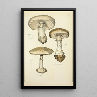 Guillaume Sicard - Histoire naturelle des champignons Pl04.webp