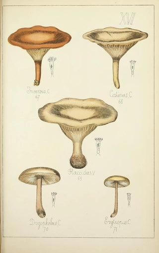 Guillaume Sicard - Histoire naturelle des champignons Pl16.webp