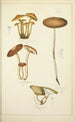 Histoire naturelle des champignons Pl21 - Guillaume Sicard — näkymä teoksesta