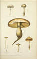 Histoire naturelle des champignons Pl25 - Guillaume Sicard — näkymä teoksesta