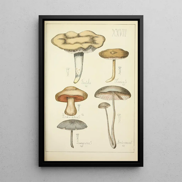 Histoire naturelle des champignons Pl27 - Guillaume Sicard — kehystetty taideteos seinällä
