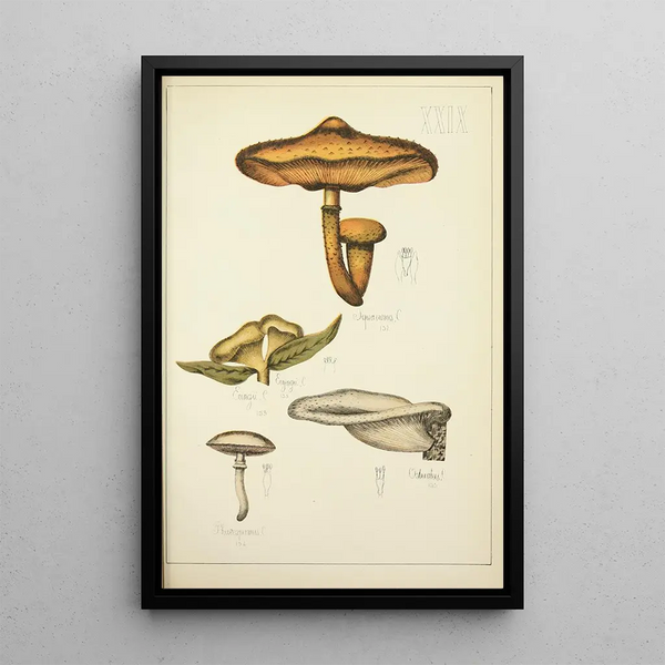Histoire naturelle des champignons Pl29 - Guillaume Sicard — kehystetty taideteos seinällä
