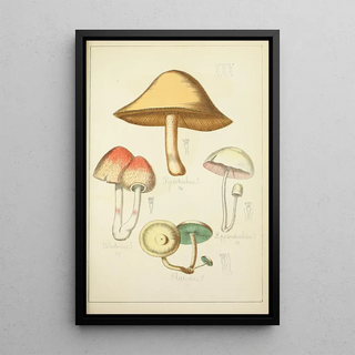Guillaume Sicard - Histoire naturelle des champignons Pl30.webp