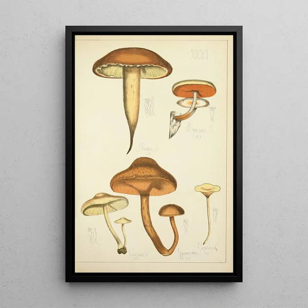 Histoire naturelle des champignons Pl31 - Guillaume Sicard — kehystetty taideteos seinällä