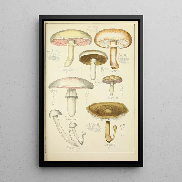 Histoire naturelle des champignons Pl32 - Guillaume Sicard — kehystetty taideteos seinällä