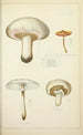 Histoire naturelle des champignons Pl33 - Guillaume Sicard — näkymä teoksesta