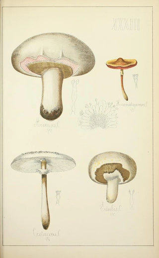 Guillaume Sicard - Histoire naturelle des champignons Pl33.webp