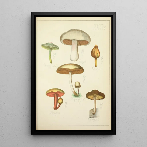 Histoire naturelle des champignons Pl34 - Guillaume Sicard — kehystetty taideteos seinällä