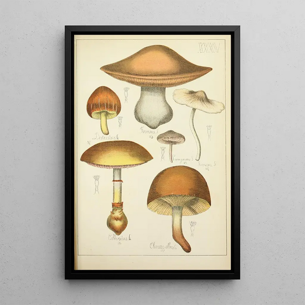 Histoire naturelle des champignons Pl35 - Guillaume Sicard — kehystetty taideteos seinällä