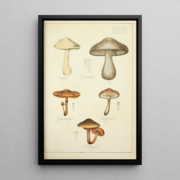 Histoire naturelle des champignons Pl36 - Guillaume Sicard — kehystetty taideteos seinällä