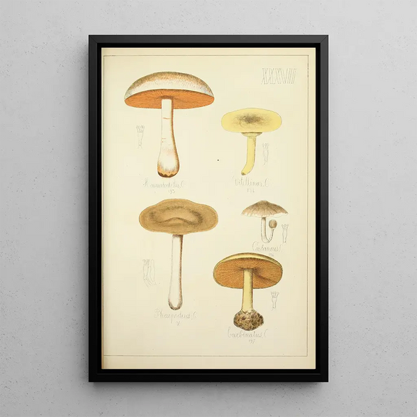 Histoire naturelle des champignons Pl37 - Guillaume Sicard — kehystetty taideteos seinällä
