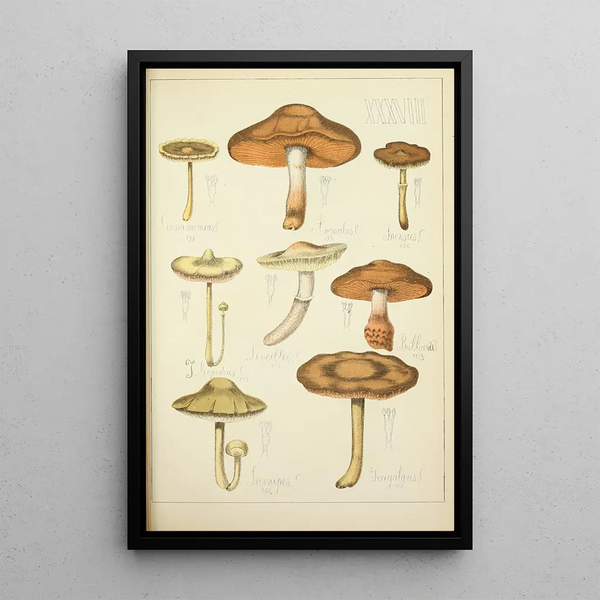 Histoire naturelle des champignons Pl38 - Guillaume Sicard — kehystetty taideteos seinällä