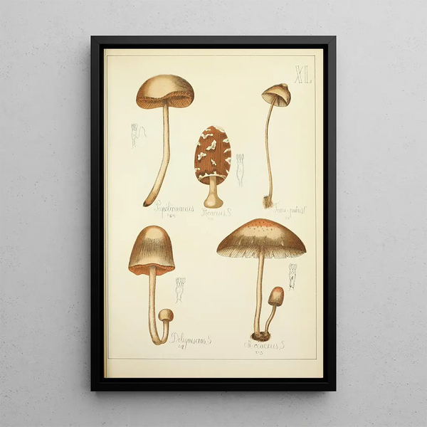 Histoire naturelle des champignons Pl40 - Guillaume Sicard — kehystetty taideteos seinällä