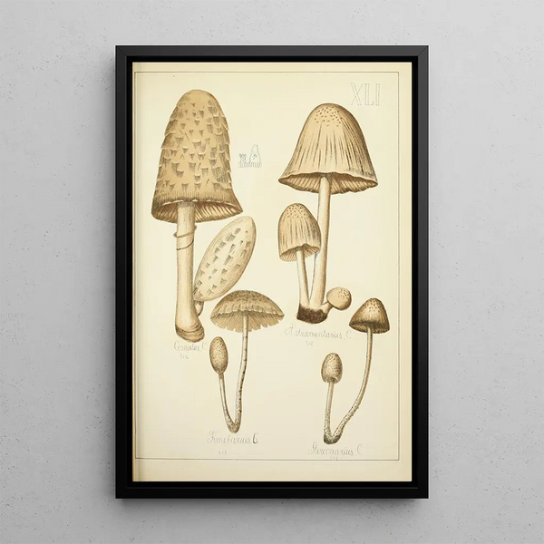 Histoire naturelle des champignons Pl41 - Guillaume Sicard — kehystetty taideteos seinällä