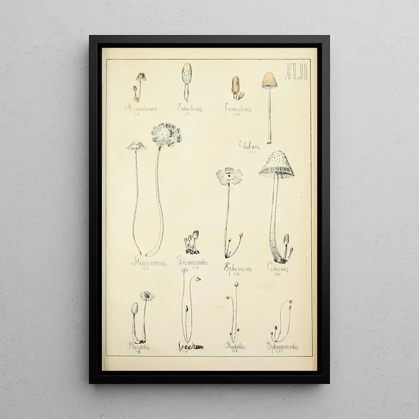 Histoire naturelle des champignons Pl42 - Guillaume Sicard — kehystetty taideteos seinällä