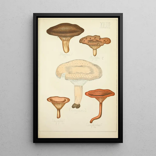 Histoire naturelle des champignons Pl43 - Guillaume Sicard — kehystetty taideteos seinällä