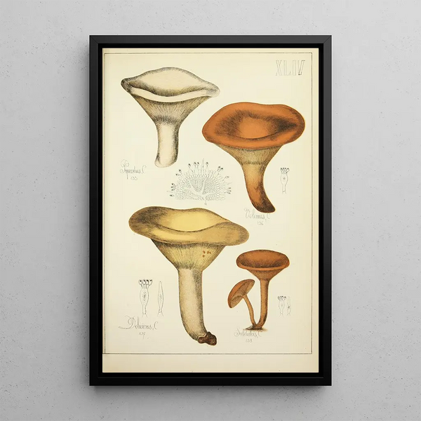 Histoire naturelle des champignons Pl44 - Guillaume Sicard — kehystetty taideteos seinällä