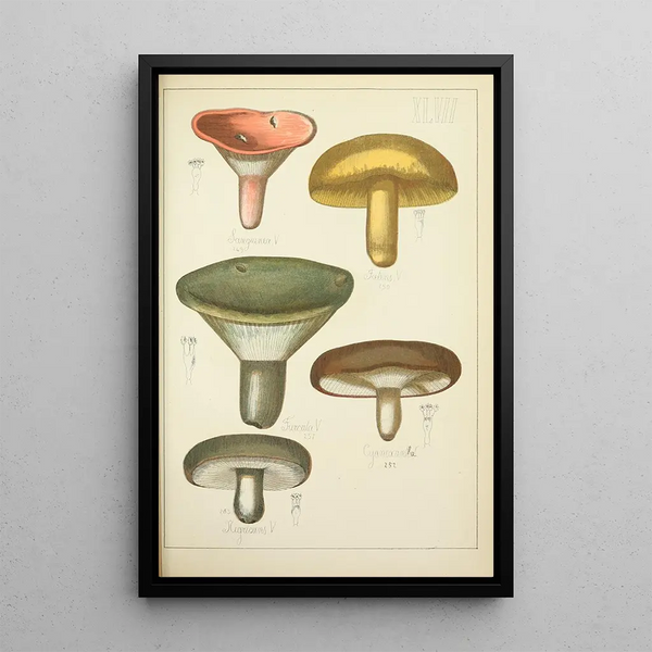 Histoire naturelle des champignons Pl47 - Guillaume Sicard — kehystetty taideteos seinällä