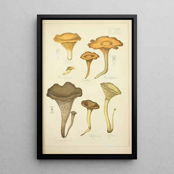 Histoire naturelle des champignons Pl48 - Guillaume Sicard — kehystetty taideteos seinällä