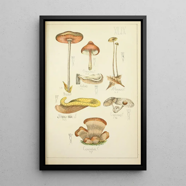 Histoire naturelle des champignons Pl49 - Guillaume Sicard — kehystetty taideteos seinällä