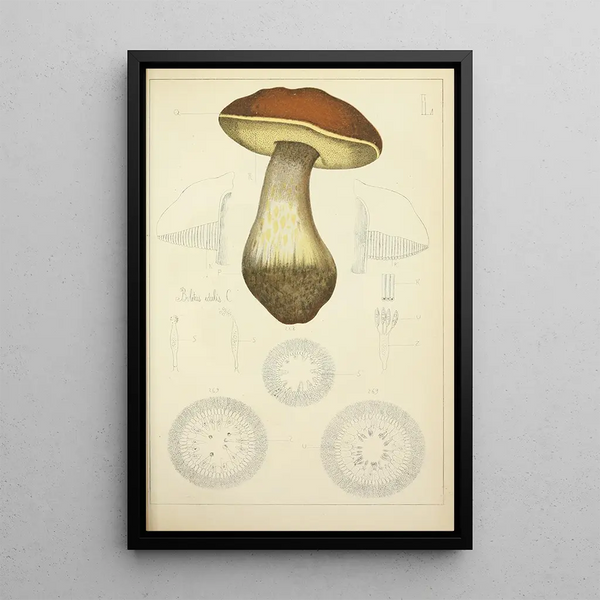 Histoire naturelle des champignons Pl50 - Guillaume Sicard — kehystetty taideteos seinällä