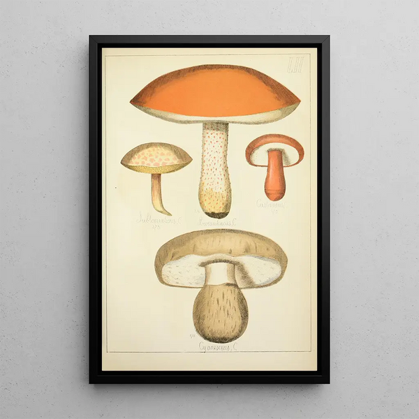 Histoire naturelle des champignons Pl52 - Guillaume Sicard — kehystetty taideteos seinällä