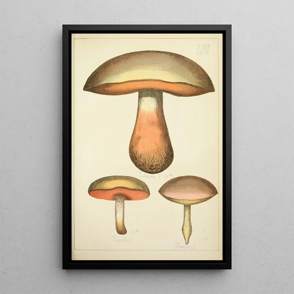 Histoire naturelle des champignons Pl53 - Guillaume Sicard — kehystetty taideteos seinällä