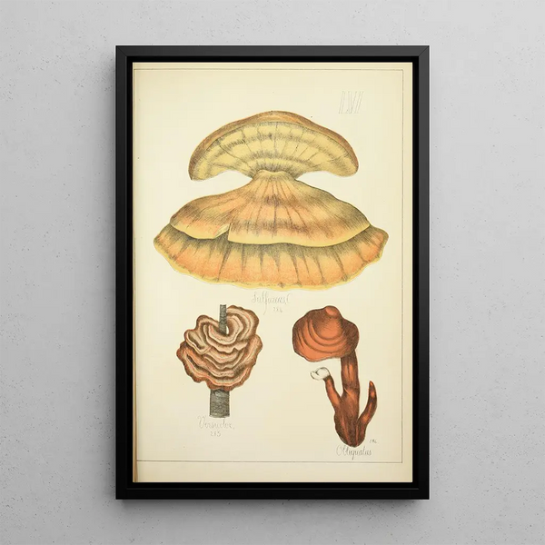 Histoire naturelle des champignons Pl56 - Guillaume Sicard — kehystetty taideteos seinällä