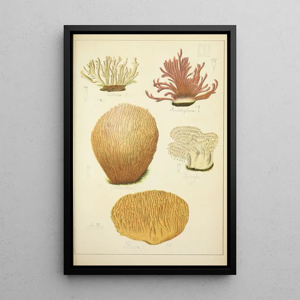 Histoire naturelle des champignons Pl61 - Guillaume Sicard — kehystetty taideteos seinällä