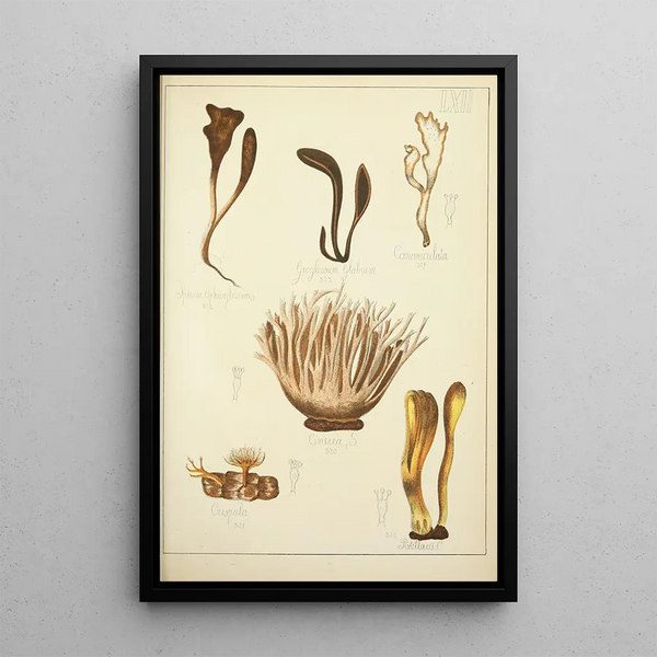 Histoire naturelle des champignons Pl62 - Guillaume Sicard — kehystetty taideteos seinällä