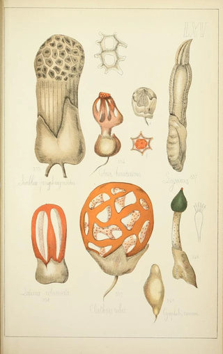 Guillaume Sicard - Histoire naturelle des champignons Pl65.webp