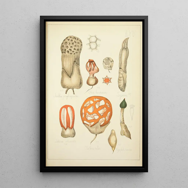 Histoire naturelle des champignons Pl65 - Guillaume Sicard — kehystetty taideteos seinällä