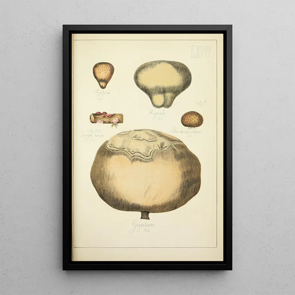Histoire naturelle des champignons Pl67 - Guillaume Sicard — kehystetty taideteos seinällä