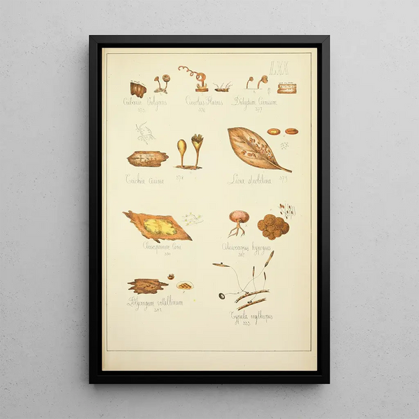 Histoire naturelle des champignons Pl70 - Guillaume Sicard — kehystetty taideteos seinällä