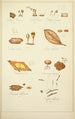Histoire naturelle des champignons Pl70 - Guillaume Sicard — näkymä teoksesta