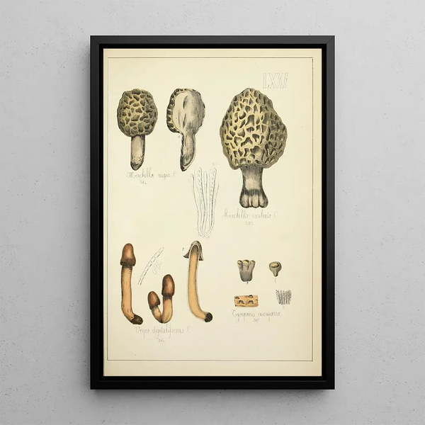 Histoire naturelle des champignons Pl71 - Guillaume Sicard — kehystetty taideteos seinällä