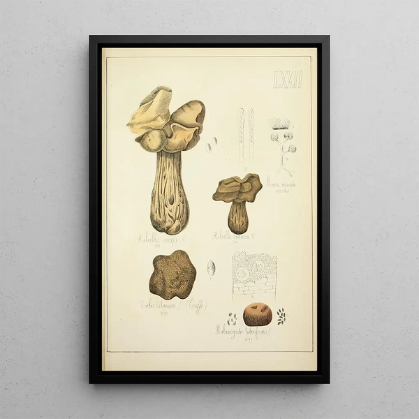 Histoire naturelle des champignons Pl72 - Guillaume Sicard — kehystetty taideteos seinällä