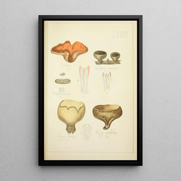 Histoire naturelle des champignons Pl73 - Guillaume Sicard — kehystetty taideteos seinällä
